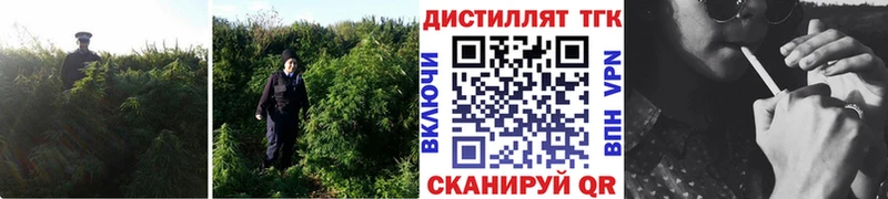 KRAKEN tor  darknet Telegram  ТГК THC oil  Красково 